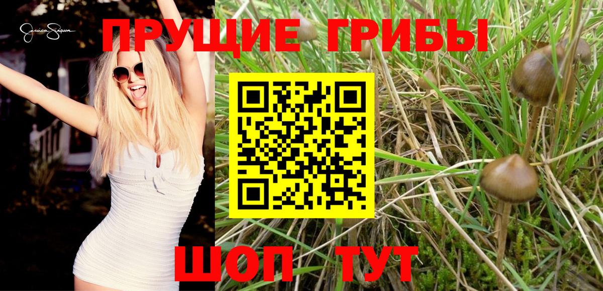Псилоцибиновые грибы мухоморы  Вход с VPN  что такое   Котлас  Галлюциногенные грибы Psilocybe 